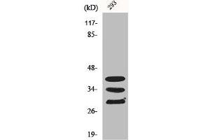 Western Blot analysis of COLO205 cells using hnRNP A1 Polyclonal Antibody (HNRNPA1 antibody  (Internal Region))