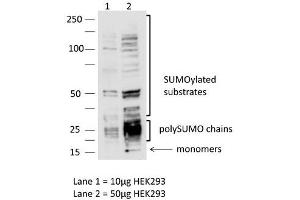 Sample:  HEK293 cells (10ug, 50ug)  Dilution : 1:1000 (SUMO3 antibody  (N-Term))