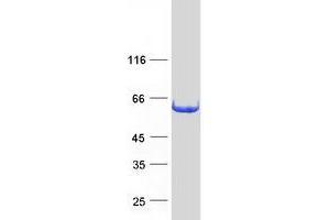 Validation with Western Blot (IFIT3 Protein (Transcript Variant 2) (Myc-DYKDDDDK Tag))