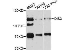 Western blot analysis of extracts of various cell lines, using DIS3 antibody.