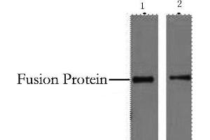 Western Blot analysis of 2 μg His fusion protein using His-Tag Monoclonal Antibody at dilution of 1) 1:5000 2) 1:10000. (His Tag antibody)