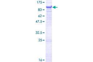 Image no. 1 for Acyl-CoA Oxidase 2, Branched Chain (Acox2) (AA 1-681) protein (GST tag) (ABIN1305671)