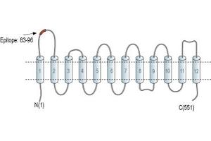 anti-Organic Cation Transporter 3 (OCT3) (1st Extracellular Loop), (AA 83-96) antibody