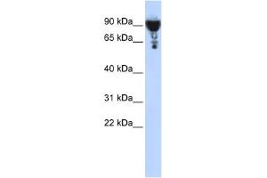 WB Suggested Anti-EXOC3 Antibody Titration: 0. (EXOC3 antibody  (Middle Region))