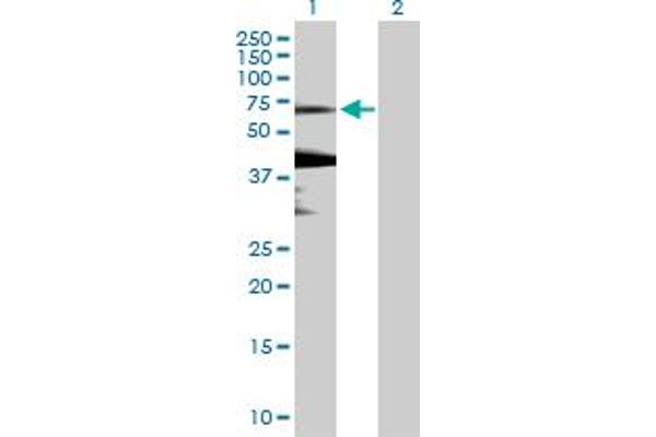 KLHL7 antibody  (AA 1-586)