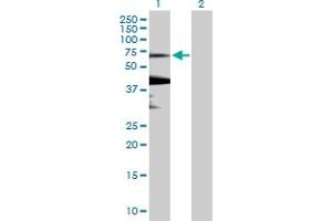 Western Blot analysis of KLHL7 expression in transfected 293T cell line by KLHL7 MaxPab polyclonal antibody. (KLHL7 antibody  (AA 1-586))