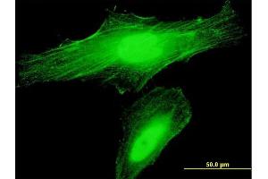 Immunofluorescence of purified MaxPab antibody to ANLN on HeLa cell. (Anillin antibody  (AA 1-405))