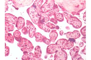 Human Placenta: Formalin-Fixed, Paraffin-Embedded (FFPE) (GPER antibody  (C-Term))