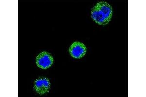 Immunofluorescence (IF) image for anti-CD1e (CD1e) (AA 184-212) antibody (ABIN3030538)