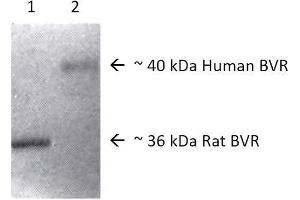 Western blot analysis of Human, Rat Brain cell lysates showing detection of BVR protein using Rabbit Anti-BVR Polyclonal Antibody . (Biliverdin Reductase antibody  (Biotin))
