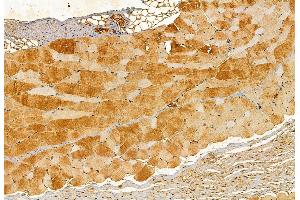 ABIN6262798 and ABIN6272900 at 1/100 staining Mouse skin tissue by IHC-P.