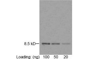 Loading: purified rGuIL-8 (Z00288) Primary antibody: 1 µg/mL Mouse Anti-Human IL-8 Monoclonal Antibody (ABIN398306) Secondary antibody: Goat Anti-Mouse IgG (H&L) [HRP] Polyclonal Antibody (ABIN398387, 1: 1,000) The signal was developed with DAB substrate. (IL-8 antibody)