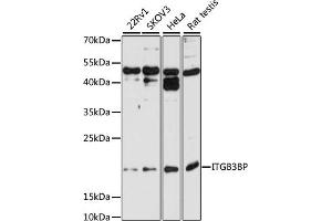 Western blot analysis of extracts of various cell lines, using ITGB3BP antibody (ABIN6131806, ABIN6142587, ABIN6142588 and ABIN6221536) at 1:1000 dilution. (ITGB3BP antibody  (AA 1-111))