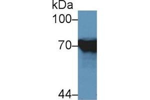 Detection of HSPA1L in Human HepG2 cell lysate using Polyclonal Antibody to Heat Shock 70 kDa Protein 1 Like Protein (HSPA1L) (HSPA1L antibody  (AA 1-641))