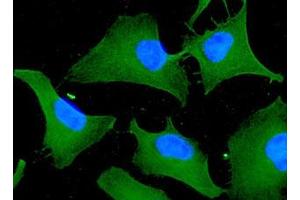 ICC/IF analysis of 14-3-3 tau in HeLa cells line, stained with DAPI (Blue) for nucleus staining and monoclonal anti-human 14-3-3 tau antibody (1:100) with goat anti-mouse IgG-Alexa fluor 488 conjugate (Green). (14-3-3 theta antibody  (AA 1-245))