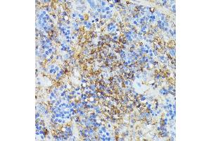 Immunohistochemistry of paraffin-embedded rat spleen using COX15 antibody (ABIN7266634) at dilution of 1:100 (40x lens). (COX15 antibody  (AA 150-250))