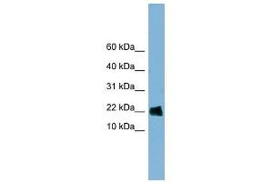 GOLGA7 antibody used at 1 ug/ml to detect target protein. (Golgin A7 antibody  (Middle Region))