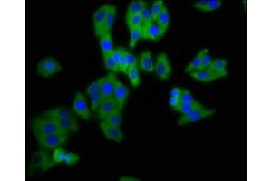 Immunofluorescence staining of HepG2 cells with ABIN7164397 at 1:200, counter-stained with DAPI. (DPY19L3 antibody  (AA 587-697))