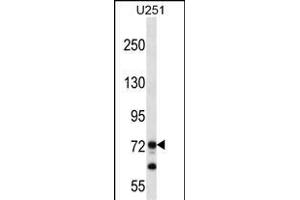 PEG10 Antibody (N-term) (ABIN656590 and ABIN2845851) western blot analysis in  cell line lysates (35 μg/lane). (PEG10 antibody  (N-Term))