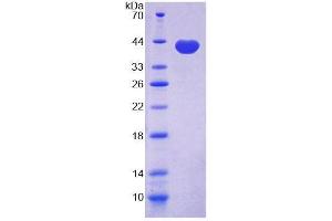 SDS-PAGE (SDS) image for Galectin 4 (LGALS4) (AA 1-332) protein (His tag) (ABIN4988378) (GAL4 Protein (AA 1-332) (His tag))