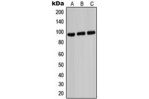 Western blot analysis of ABCB7 expression in HeLa (A), Raw264. (ABCB7 antibody  (C-Term))