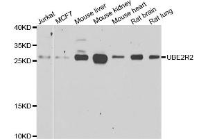 Western blot analysis of extracts of various cell lines, using UBE2R2 antibody (ABIN5975512) at 1/1000 dilution. (UBE2R2 antibody)