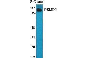 Western Blot (WB) analysis of specific cells using PSMD2 Polyclonal Antibody. (PSMD2 antibody  (N-Term))