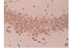 IHC-P analysis of Mouse Brain Tissue, with DAB staining. (MUC1 antibody  (AA 410-525))