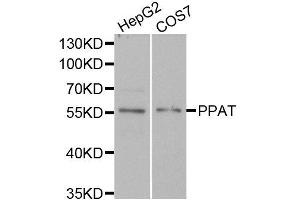 Western blot analysis of extracts of HepG2 and COS7 cell lines, using PPAT antibody.