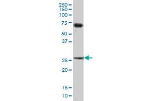 BCAP31 MaxPab polyclonal antibody. (BCAP31 antibody  (AA 1-246))
