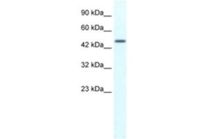 Western Blotting (WB) image for anti-Tripartite Motif Containing 39 (TRIM39) antibody (ABIN2461043) (TRIM39 antibody)