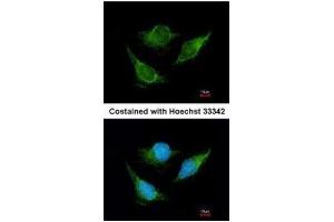 Immunofluorescence (IF) image for anti-Isovaleryl-CoA Dehydrogenase (IVD) antibody (ABIN2856960)