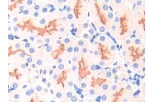 Detection of APOD in Mouse Kidney Tissue using Polyclonal Antibody to Apolipoprotein D (APOD) (Apolipoprotein D antibody  (AA 1-189))