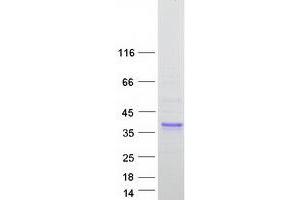 Validation with Western Blot (Surfactant Protein A1 Protein (SFTPA1) (Transcript Variant 3) (Myc-DYKDDDDK Tag))