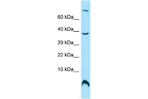 WB Suggested Anti-OST4 Antibody Titration: 1. (OST4 antibody  (C-Term))