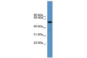 RXFP3 antibody used at 0. (Relaxin 3 Receptor 1 antibody  (N-Term))
