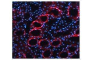 TGFB1 antibody used at a concentration of 5-10 ug/ml to detect mouse kidney (red). (TGFB1 antibody  (Middle Region))