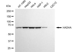 Western blotting analysis using HADHA antibody (ABIN7799011).
