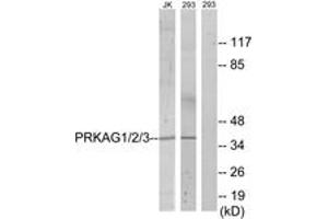 Western blot analysis of extracts from 293/Jurkat cells, using PRKAG1/2/3 Antibody. (PRKAG1/2/3 antibody  (AA 46-95))