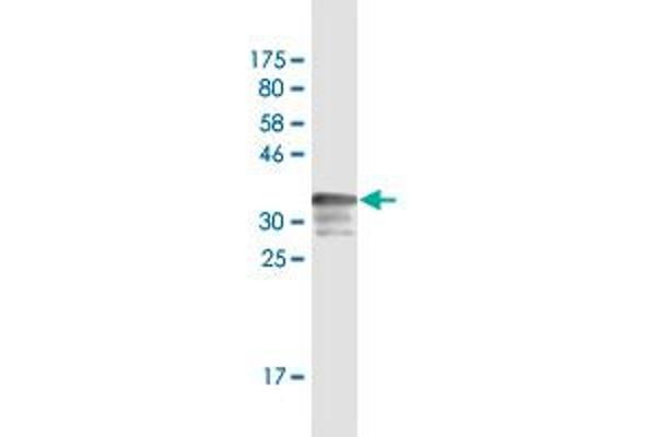 NAT8B antibody  (AA 83-179)