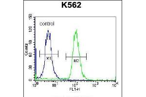 Flow cytometric analysis of K562 cells (right histogram) compared to a negative control cell (left histogram). (AMELX antibody  (N-Term))
