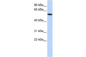 Western Blotting (WB) image for anti-Zinc Finger Protein 248 (ZNF248) antibody (ABIN2458194) (ZNF248 antibody)