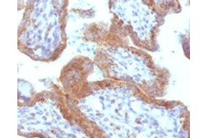 IHC testing of FFPE human placenta with MAML2 antibody (clone MMLP2-1). (MAML2 antibody)