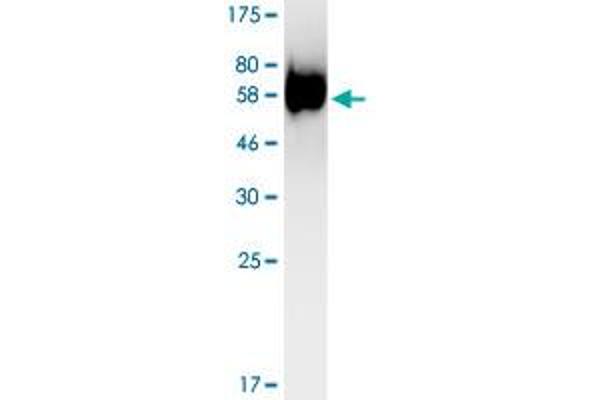 LAMP3 Protein (AA 28-381) (His-DYKDDDDK-Strep II Tag)
