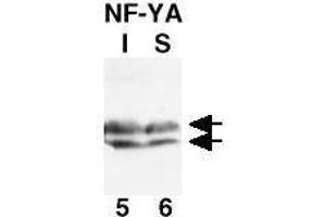 Western Blot of Rabbit Anti-NF-Y(A subunit) Antibody.