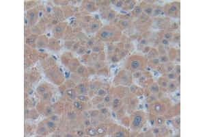 Used in DAB staining on fromalin fixed paraffin- embedded Kidney tissue (UQCRB antibody  (AA 2-111))