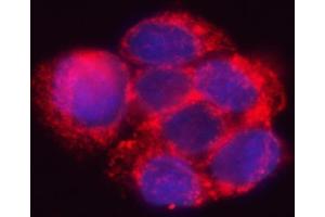 IF analysis of HSD17B7 using anti-HSD17B7 antibody (ABIN7600174). (HSD17B7 antibody  (AA 16-336))