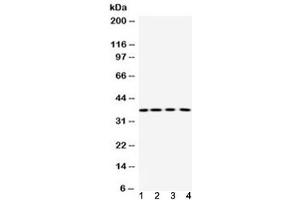 Western blot testing of 1) rat thymus, 2) rat ovary, 3) mouse liver and 4) human placenta lysate using Purine nucleoside phosphorylase antibody at 0.