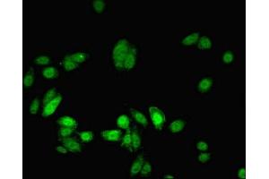 Immunofluorescent analysis of HepG2 cells using ABIN7160405 at dilution of 1:100 and Alexa Fluor 488-congugated AffiniPure Goat Anti-Rabbit IgG(H+L) (MYEF2 antibody  (AA 372-576))