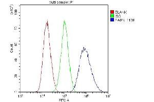 Flow Cytometry analysis of A431 cells using anti-PARN antibody (ABIN6719422). (PARN antibody  (AA 1-301))